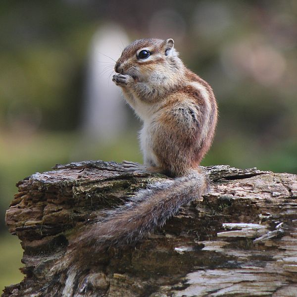 File:Tamias sibiricus (eating).JPG