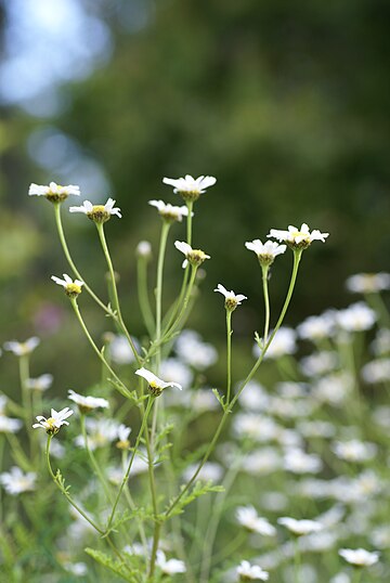 Tanacetum punctatum