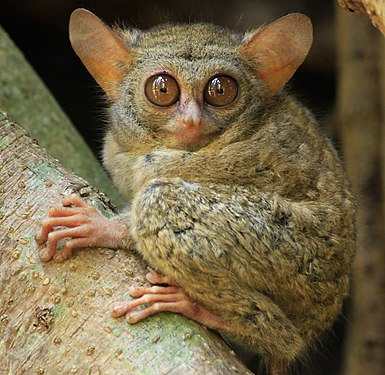 Tarsius spectrumgurskyae Photograph: Meldy Tamenge