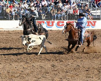 Team roping consists of two ropers; here, the header has roped the steer and is setting up to allow the heeler to rope the back legs of the steer. TeamRopingTucson.jpg