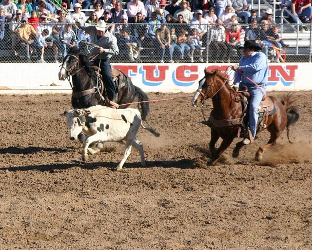 Team roping consists of two ropers; here, the header has roped the steer and is setting up to allow the heeler to rope the back legs of the steer.