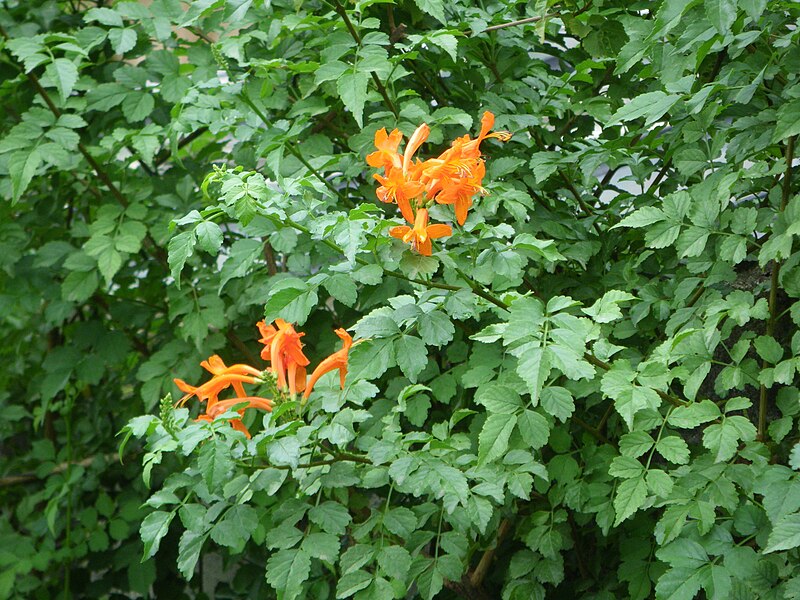 File:Tecomaria capensis HRM2.JPG