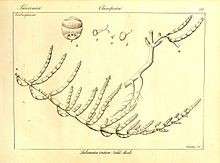 Tecticornia indica.jpg