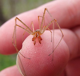 <i>Tetragnatha versicolor</i> Species of spider