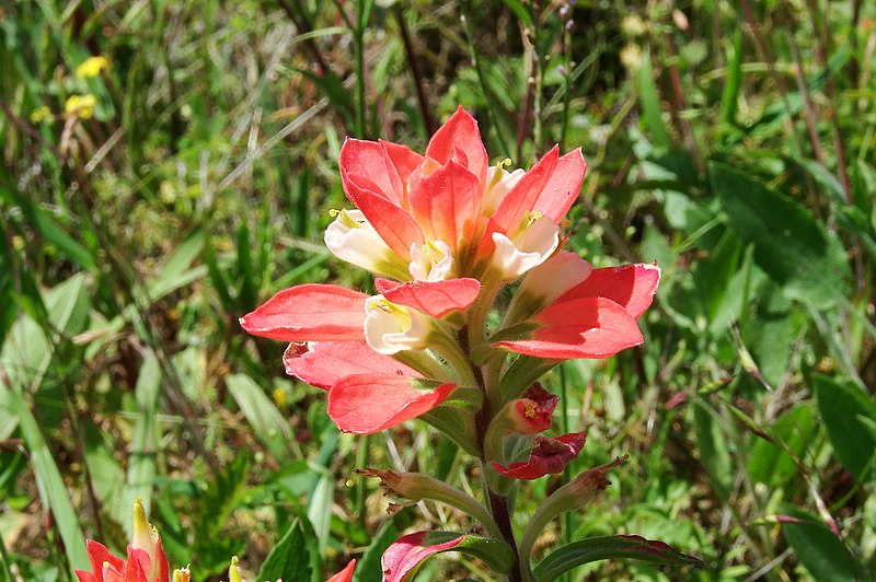 File:TexasIndianPaintbrush-0817.jpg