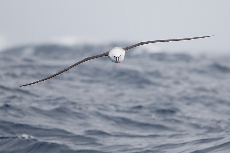 File:Thalassarche carteri in flight - SE Tasmania.jpg