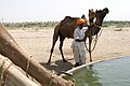 Thar Desert, India, Camels.jpg