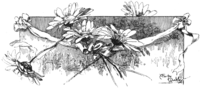 Illustration from The Strand Magazine, Volume 3, 1892.