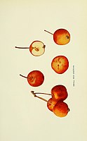 The apples of New York (1905) (19558100300) .jpg