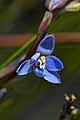 Thelymitra aemula