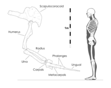 Diagram of the right arm and shoulder blade (rotated) of MPC-D 100/15 Therizinosaurus arm diagram.png