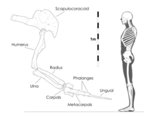 Therizinosaurus arm diagram