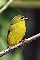 * Nomination Thick-billed euphonia (Euphonia laniirostris crassirostris) female, Panama --Charlesjsharp 09:24, 31 July 2019 (UTC) * Promotion  Support Good quality and might be stronger if the distracting twig at the back was cropped out (see note). --GRDN711 02:39, 1 August 2019 (UTC)