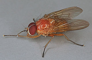 <i>Thricops diaphanus</i>