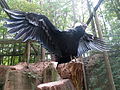 Andean Condor in Nuremberg Zoo