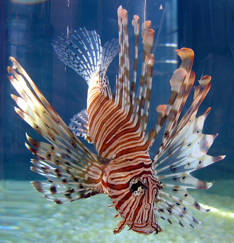 File:Tiger fish in tank.JPG - Wikipedia