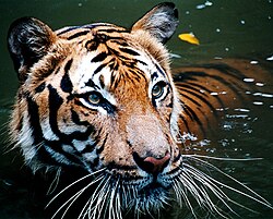 Malajas tīģeris
