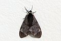 * Nomination Tiger moth (Dysschema cerialis) --Charlesjsharp 14:44, 21 October 2020 (UTC) * Promotion  Support Good quality. --Poco a poco 17:31, 21 October 2020 (UTC)