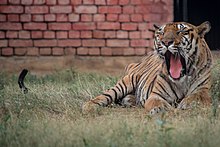 Tiger yawning at Rohtak Zoo