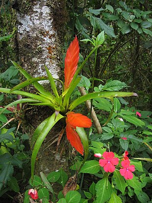 Specie di Tillandsia - Wikipedia