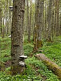 Thumbnail for File:Tinder fungus on a dead pine in Gullmarsskogen.jpg