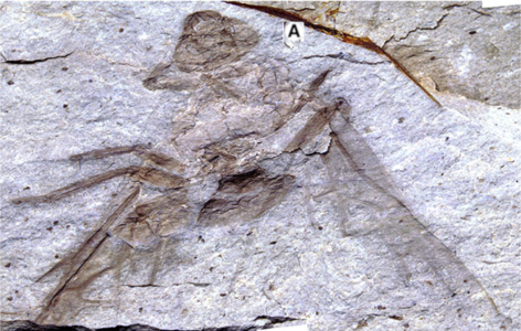Formiga en la Formació Allenby, Titanomyrma sp. UBC-BBM-PAL-2022-00001. Escala de la fotografia: A = 1 cm[9]