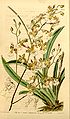 Tolumnia guttata (as syn. Oncidium tricolor) plate 4130 in: Curtis's Bot. Magazine (Orchidaceae), vol. 70, (1844)