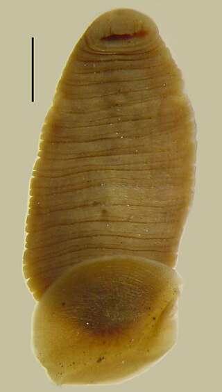 <i>Torix</i> (annelid) Genus of leech