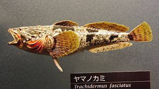 Trachidermus fasciatus.