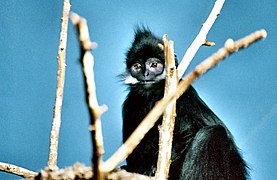 Tonkin-Schwarzlangur