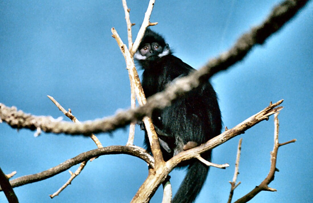 Trachypithecus francoisi