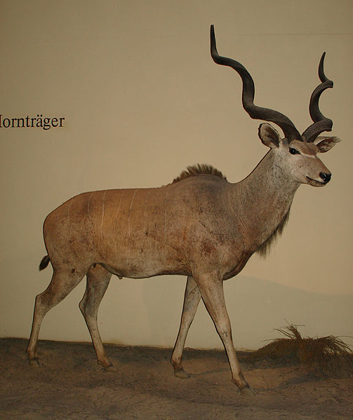 File:Tragelaphus strepsiceros stuffed.jpg