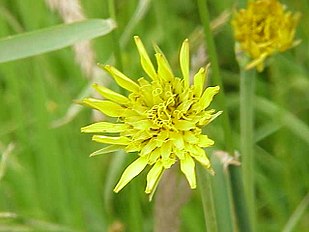 <center>Tragopogon pratensis</center>