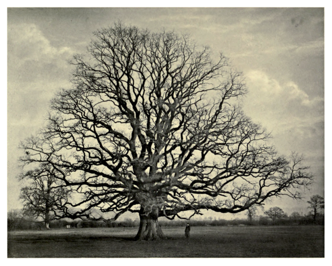 Plate 93: Oak at Bourton-on-the-Water