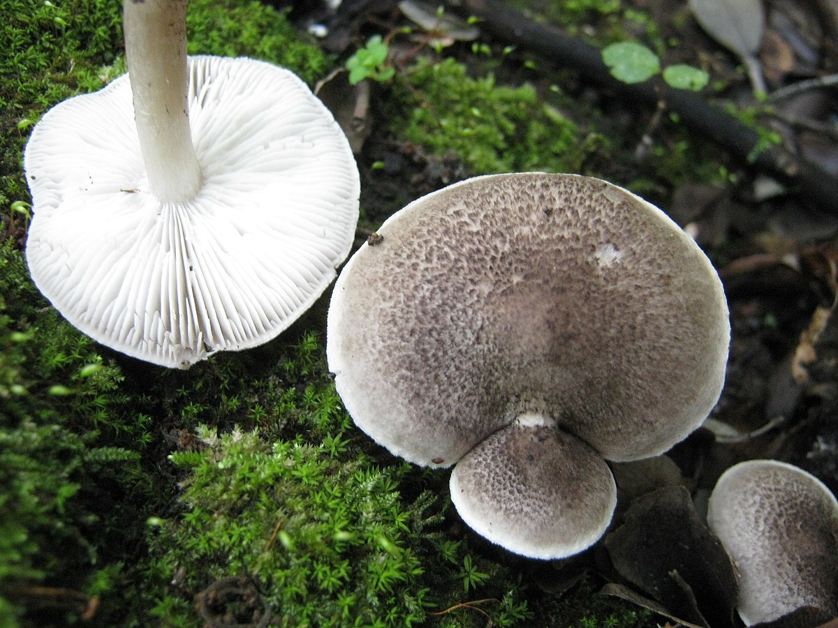 Tricholoma pardinum токсины