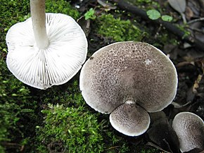 Описание картинки Tricholoma atrosquamosum 186463.jpg.