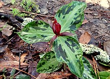 Trillium foetidissimum в цвету.jpg