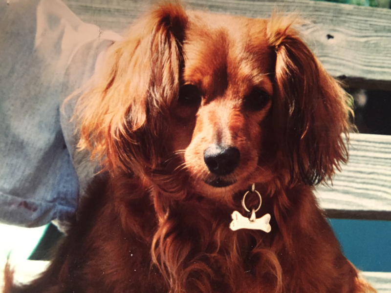 File:Trixie the red haired dachshund.png