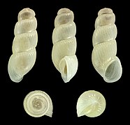 Truncatella caribaeensis, shell