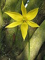 Tulipa sylvestris (flower)2.jpg