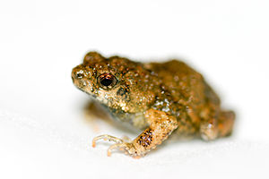 Tungara frog (Engystomops pustulosus)