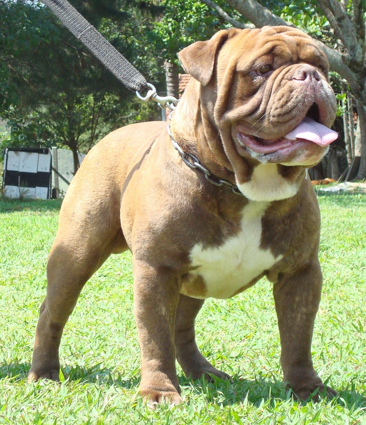 Bulldogge Brasileiro Everybodywiki Bios Wiki