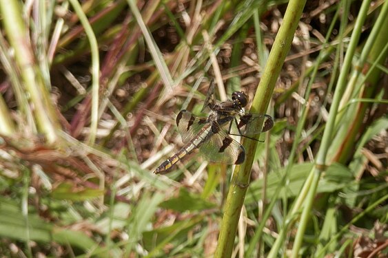 Dragonfly (Anisoptera)