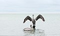 * Nomination Two pelicans, in Ciudad del Carmen, Mexico --Cvmontuy 01:12, 31 August 2020 (UTC) * Decline  Oppose Main subjects noisy and unsharp. --Grand-Duc 00:38, 4 September 2020 (UTC)