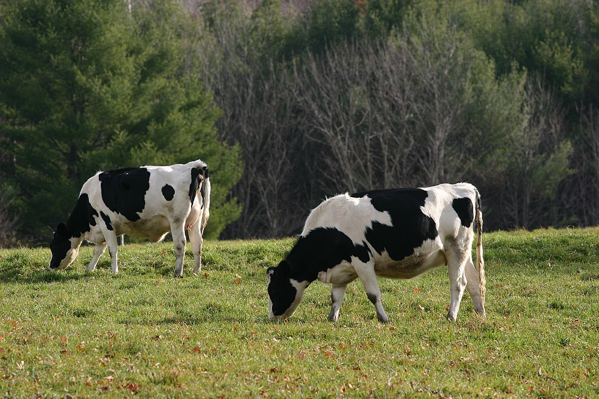 Cattle - Simple English Wikipedia, the free encyclopedia