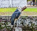 Marabou stork