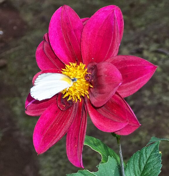 File:Un Papillon sur une fleur.jpg