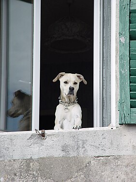 Un chien et son ombre, dans le village de Hattonchâtel (Meuse, France)