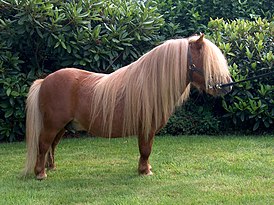 Шетлендский пони — Википедия