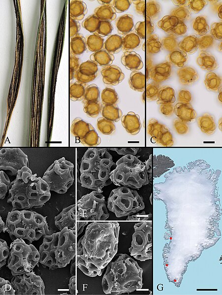 File:Urocystis agropyri (10.3897-mycokeys.64.47380) Figure 36.jpg